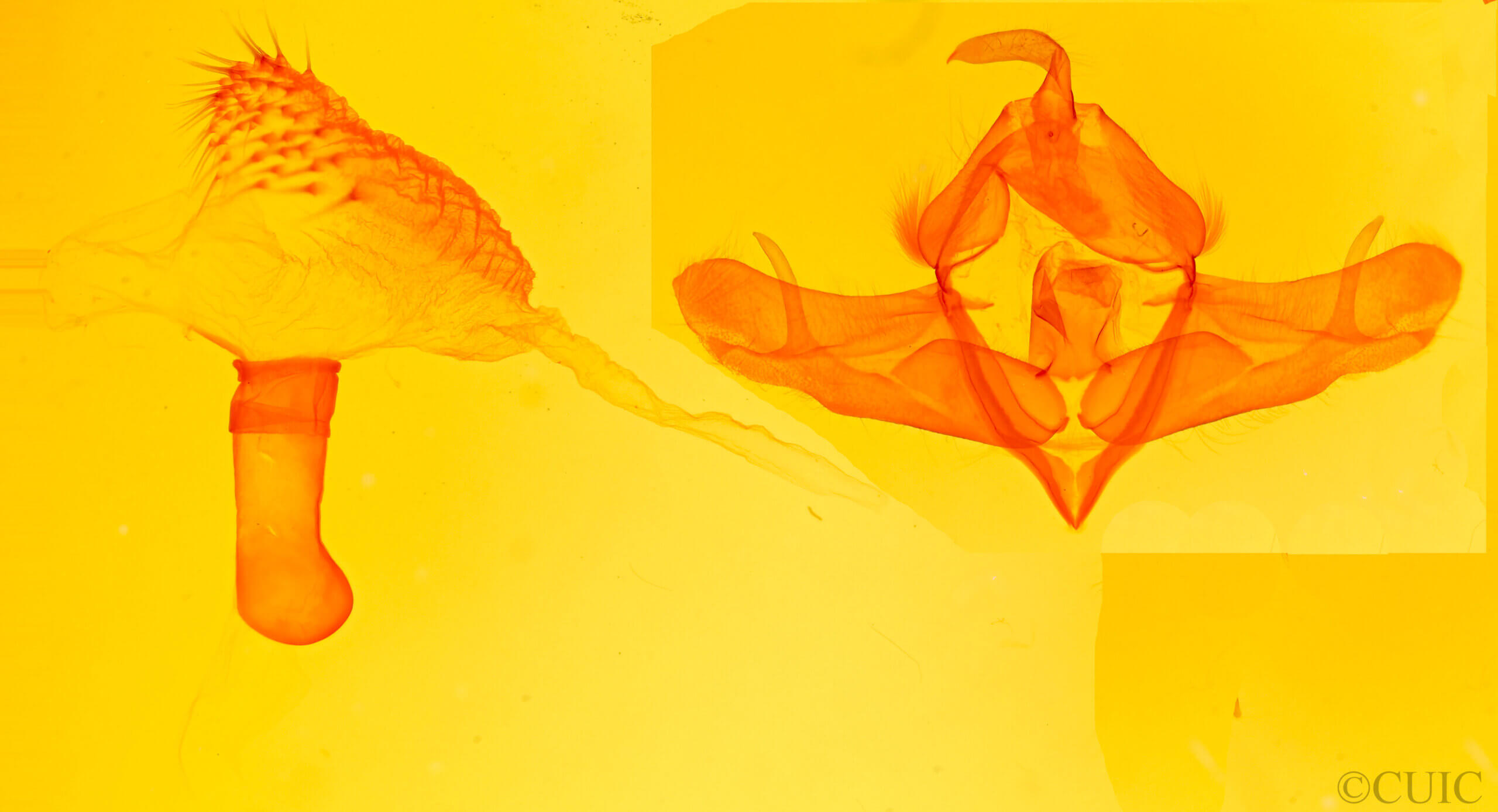 genitalia view of adult Acronicta lupini