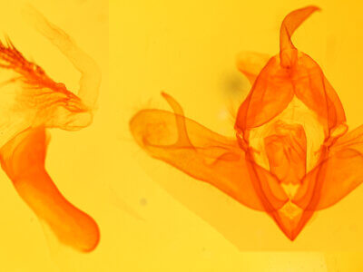 genitalia view of adult Acronicta sp.