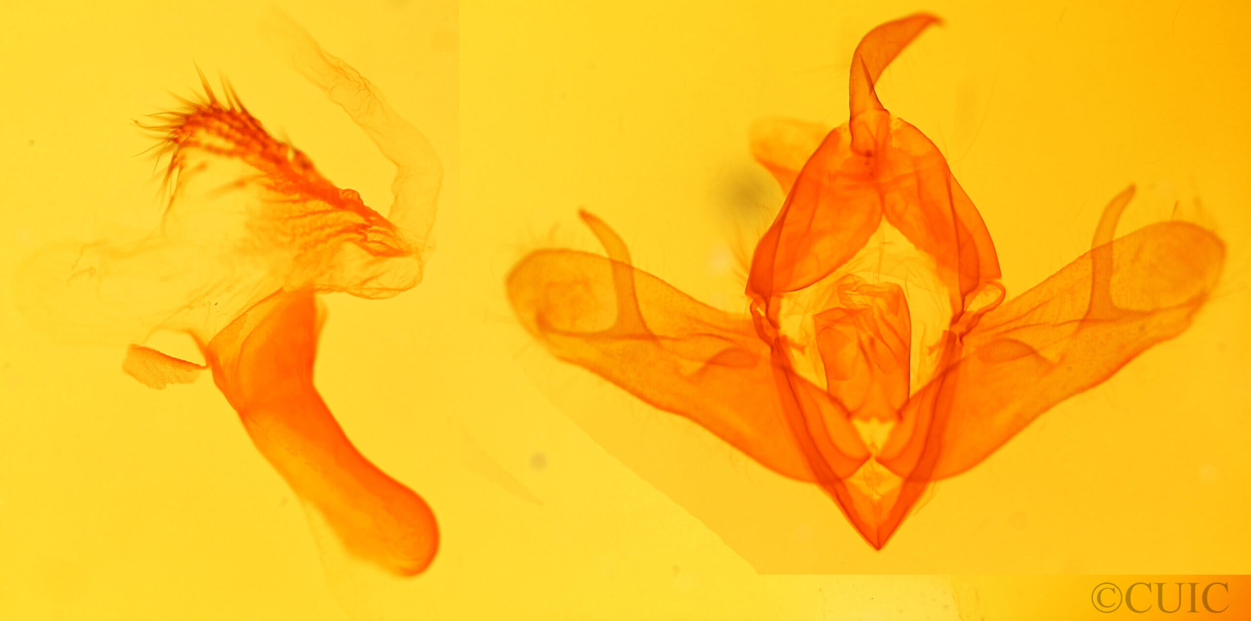 genitalia view of adult Acronicta sp.