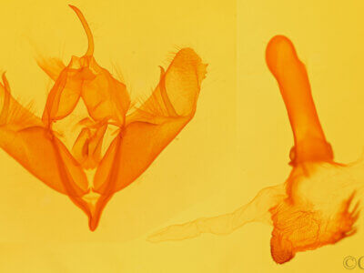 genitalia view of adult Acronicta insularis insularis