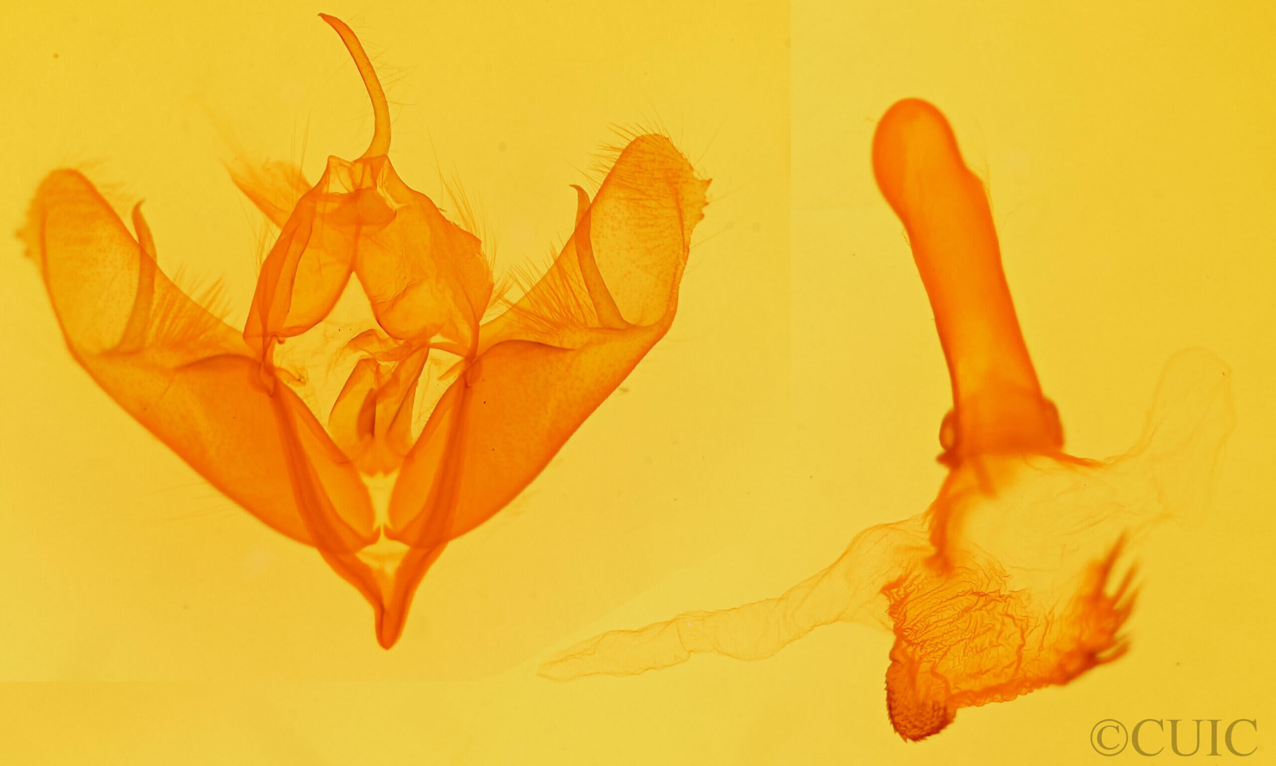 genitalia view of adult Acronicta insularis insularis