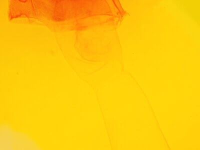 genitalia view of adult Acronicta vulpina