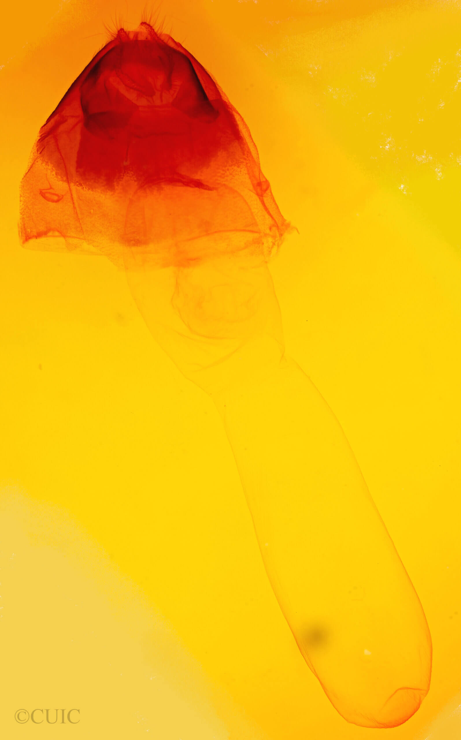 genitalia view of adult Acronicta vulpina