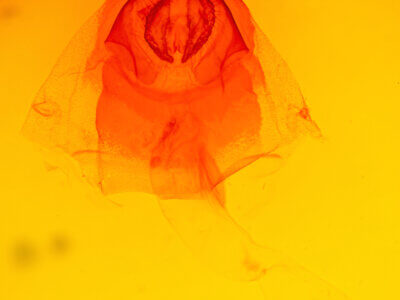 genitalia view of adult Acronicta lepusculina