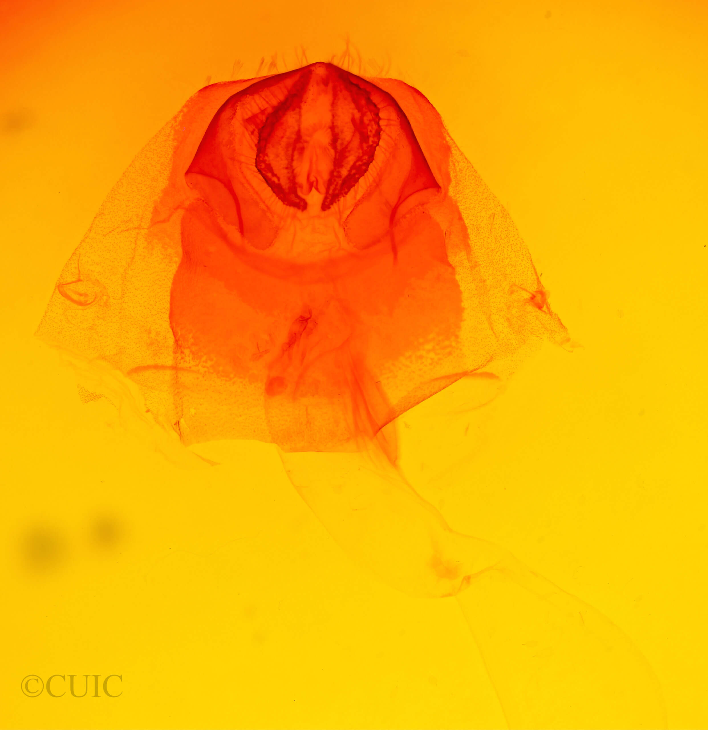 genitalia view of adult Acronicta lepusculina