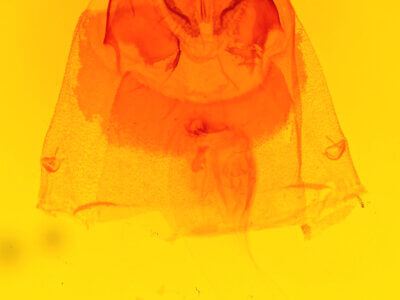 genitalia view of adult Acronicta cyanescens