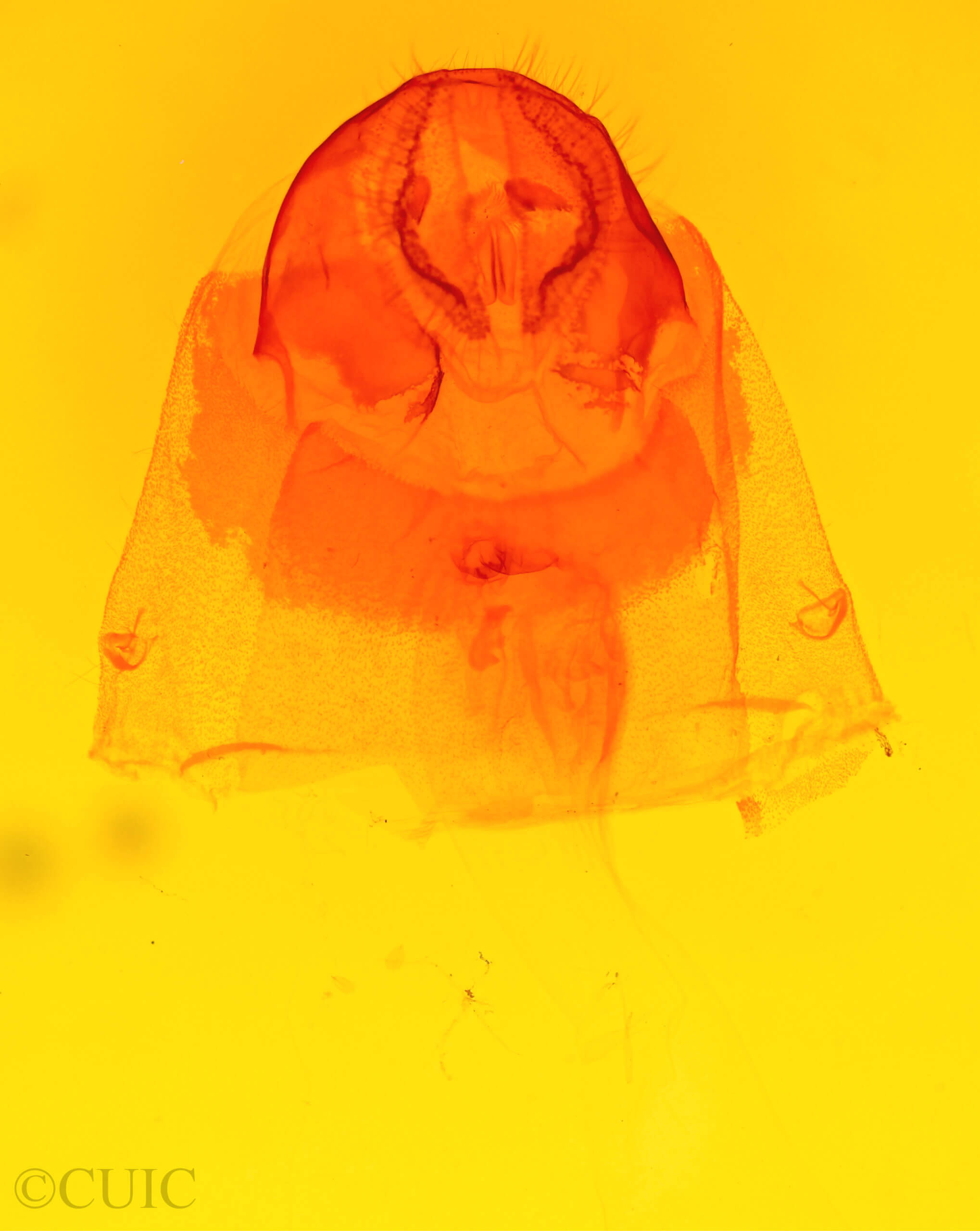 genitalia view of adult Acronicta cyanescens