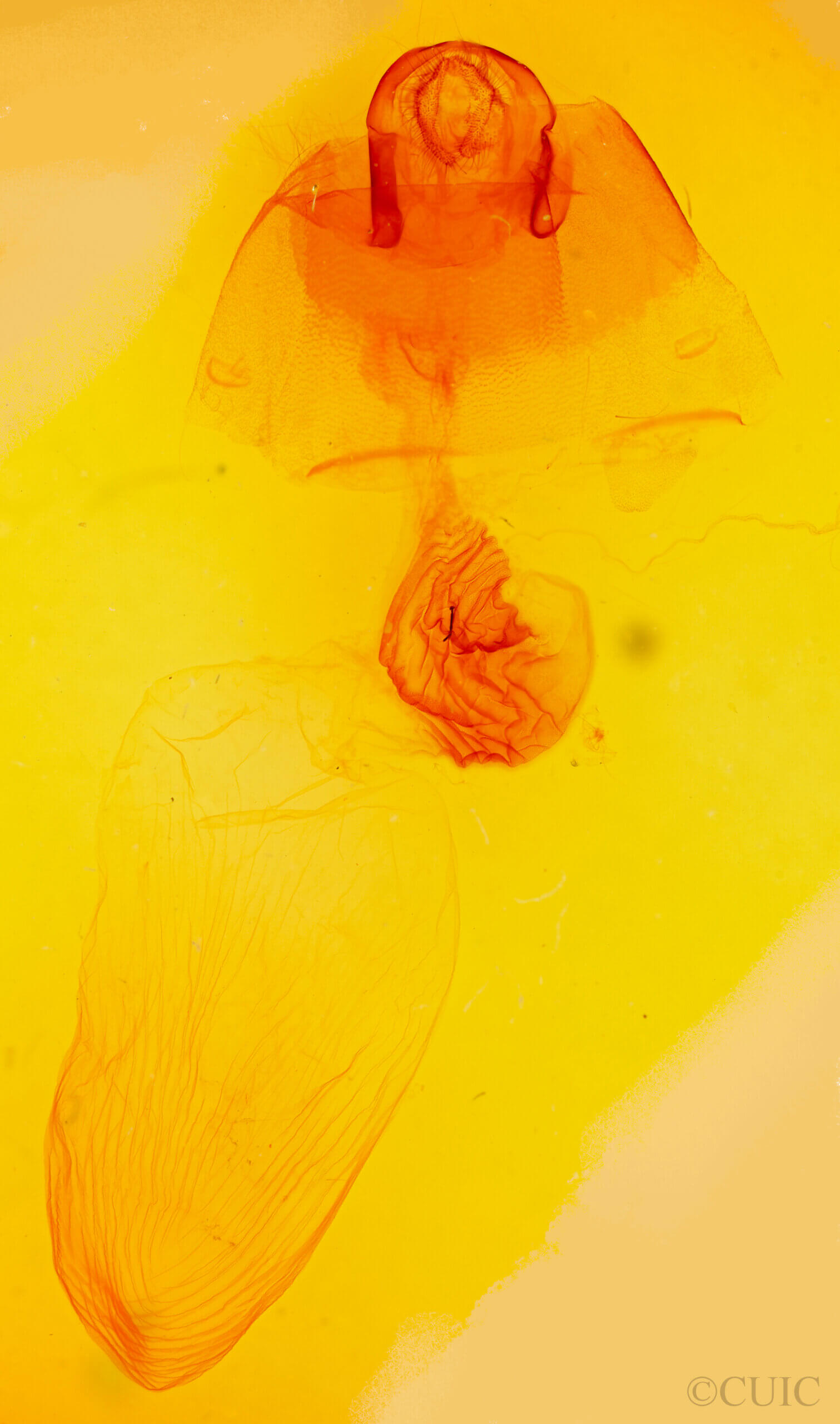 genitalia view of adult Acronicta americana