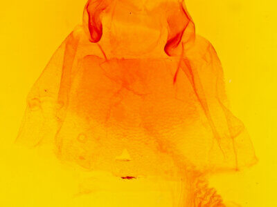 genitalia view of adult Acronicta americana eldora