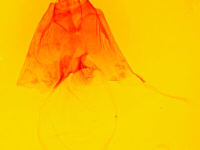 genitalia view of adult Harrisimemna trisignata