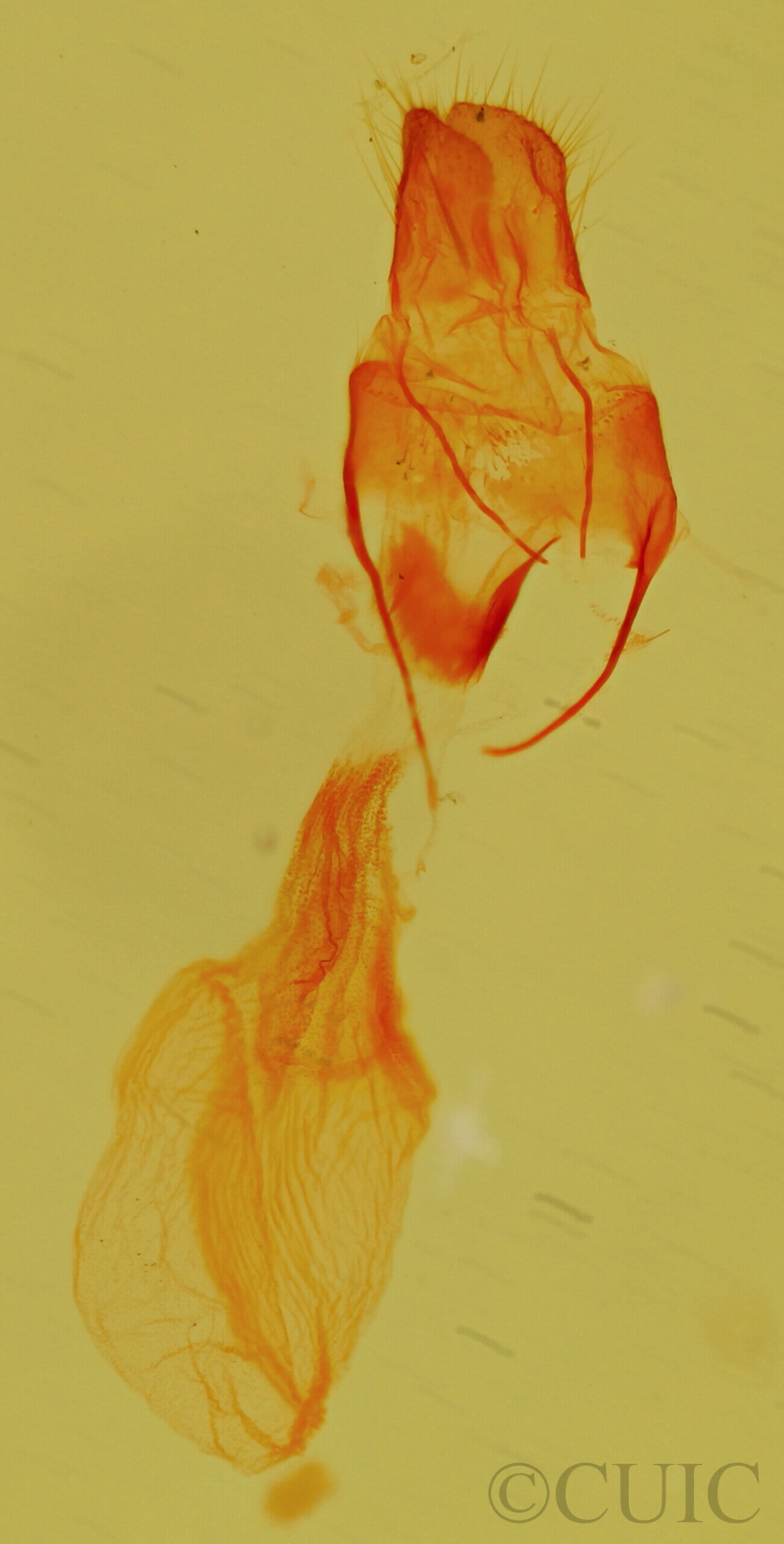 genitalia view of adult Exyra fax