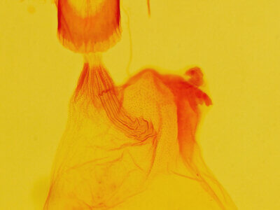 genitalia view of adult Exyra semicrocea