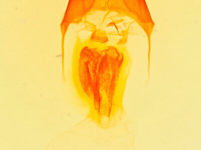 genitalia view of adult Copablepharon sp.