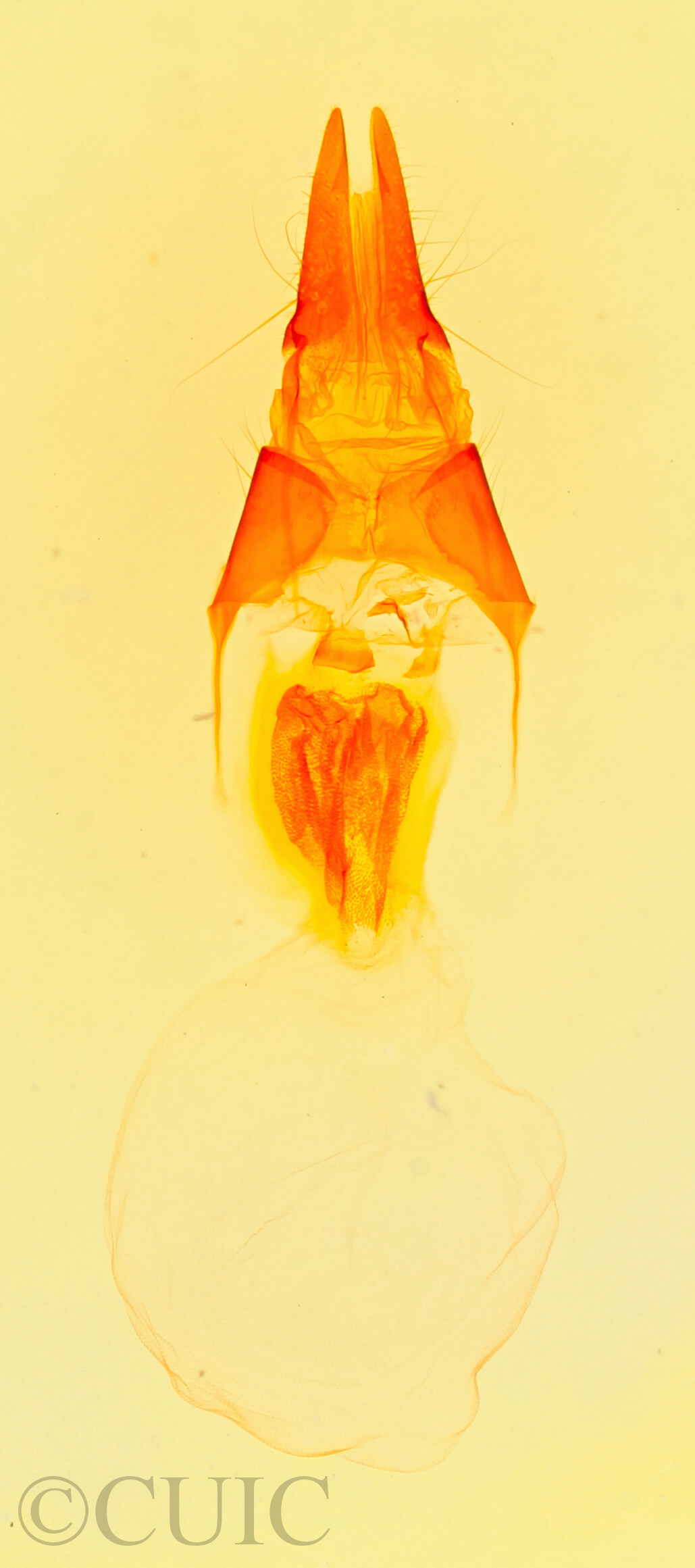 genitalia view of adult Copablepharon sp.