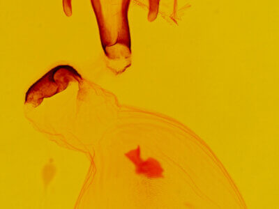 genitalia view of adult Eutelia pyrastis