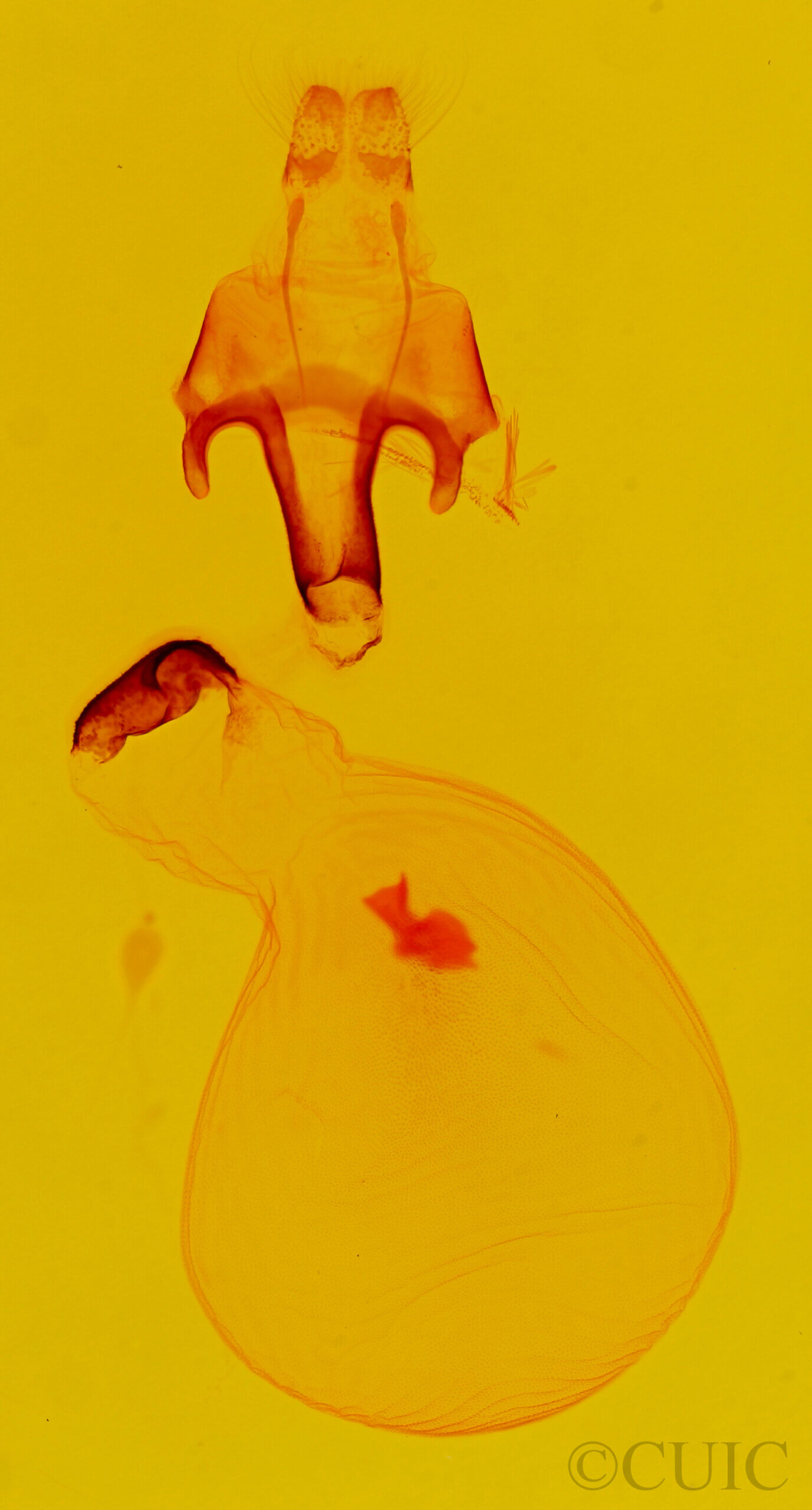 genitalia view of adult Eutelia pyrastis