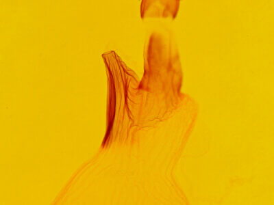 genitalia view of adult Spodoptera ornithogalli