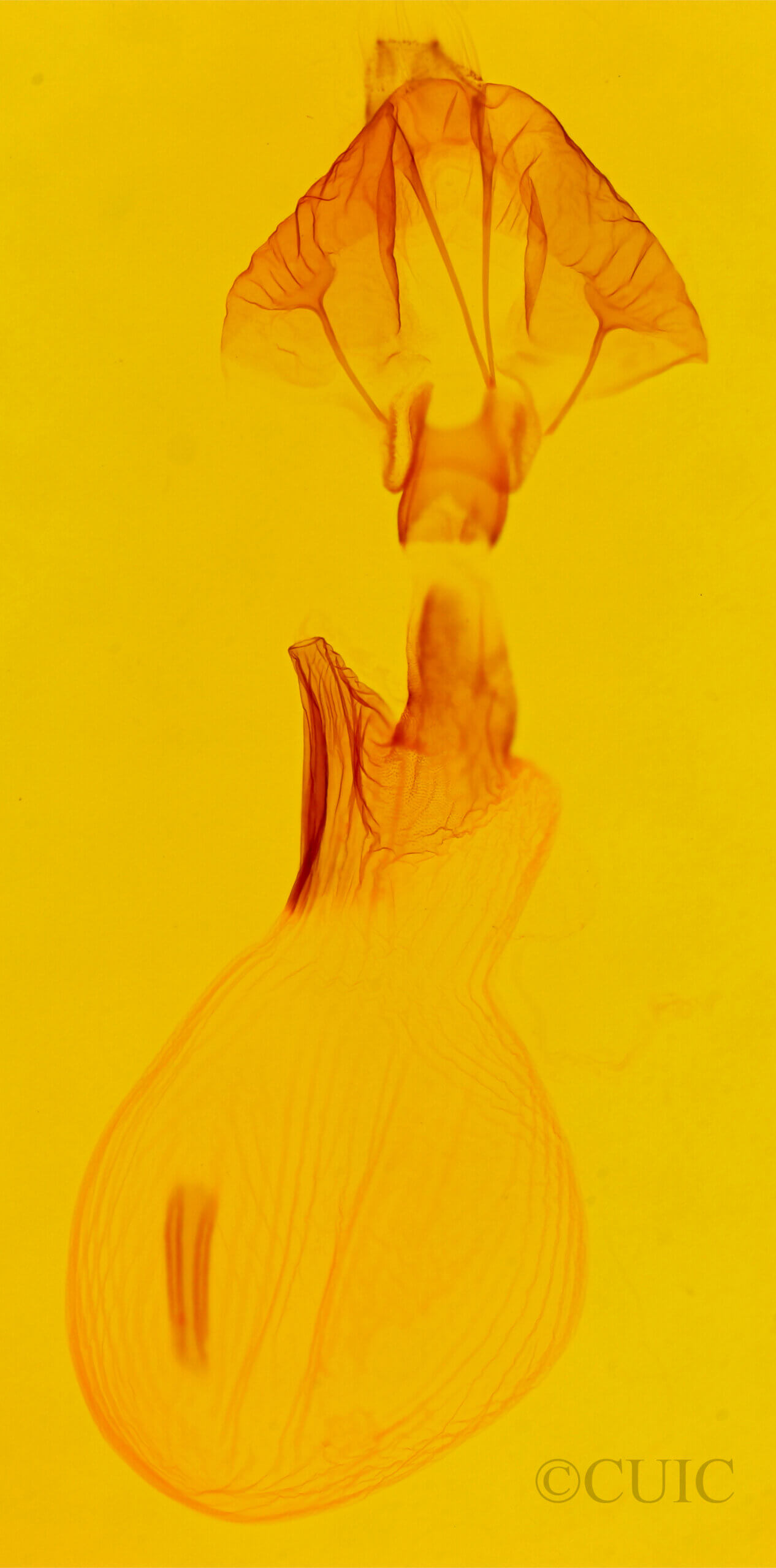 genitalia view of adult Spodoptera ornithogalli