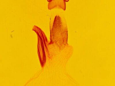 genitalia view of adult Spodoptera ornithogalli