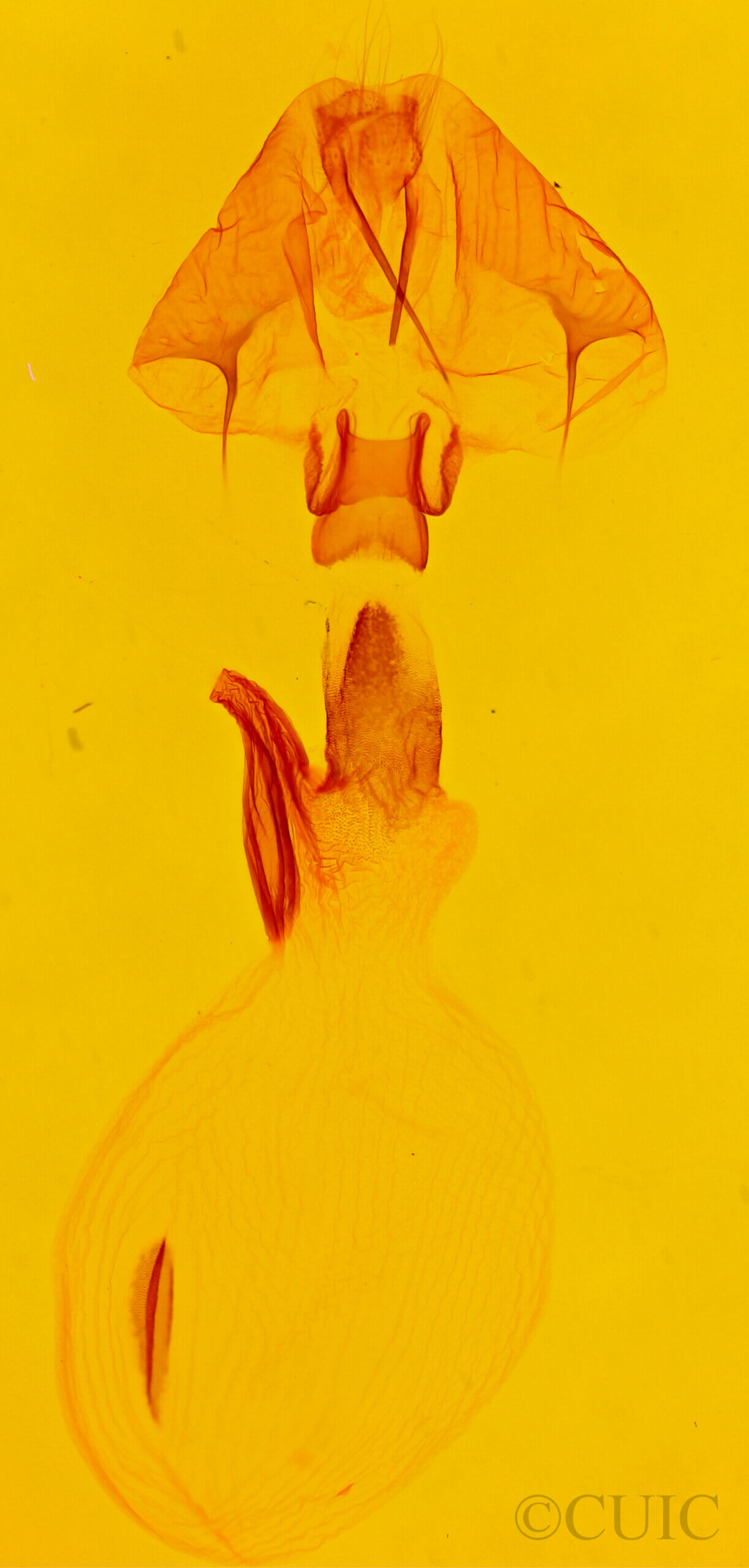 genitalia view of adult Spodoptera ornithogalli