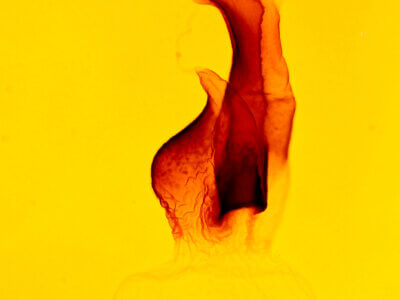 genitalia view of adult Spodoptera latifascia