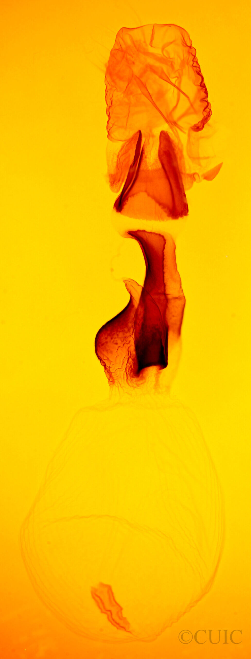 genitalia view of adult Spodoptera latifascia