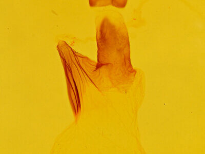 genitalia view of adult Spodoptera ornithogalli