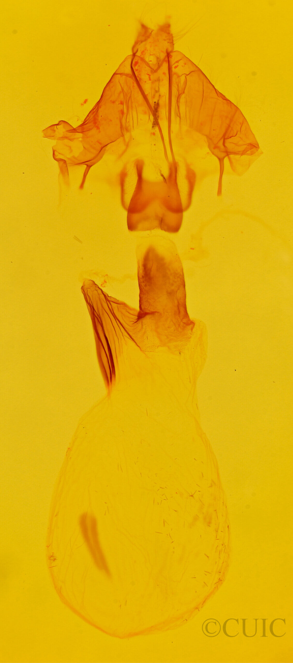 genitalia view of adult Spodoptera ornithogalli
