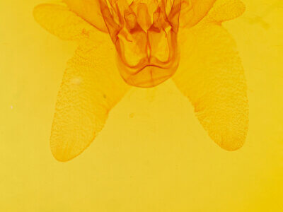 genitalia view of adult Spodoptera ornithogalli