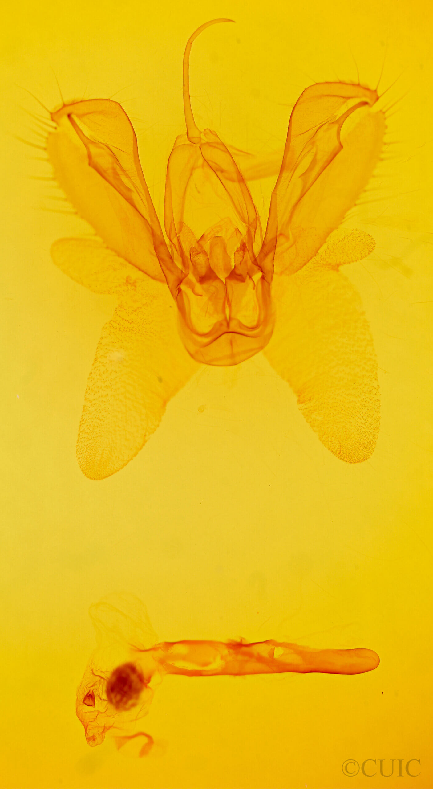 genitalia view of adult Spodoptera ornithogalli