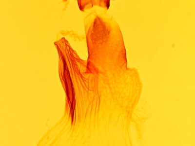 genitalia view of adult Spodoptera ornithogalli