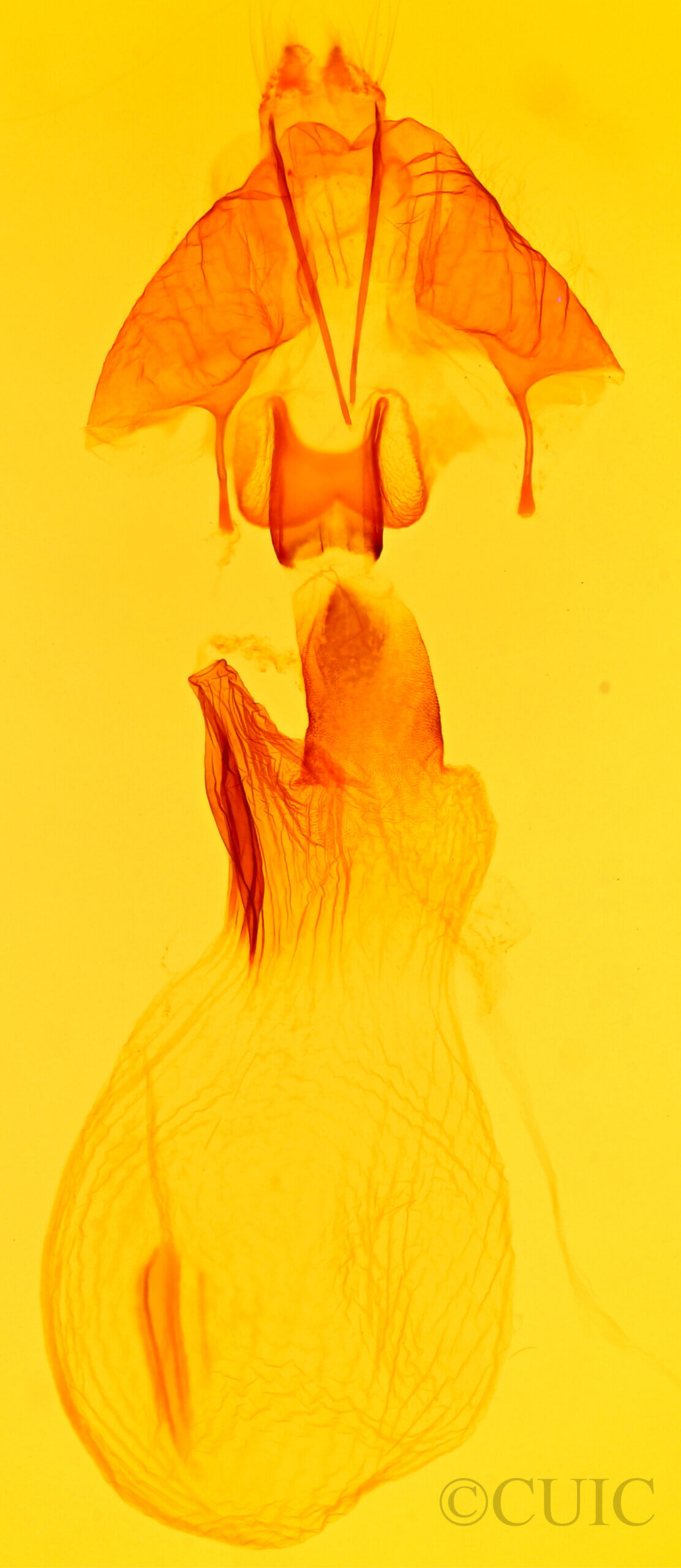 genitalia view of adult Spodoptera ornithogalli