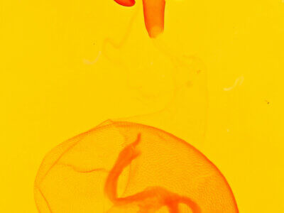 genitalia view of adult Eutelia pulcherrimus