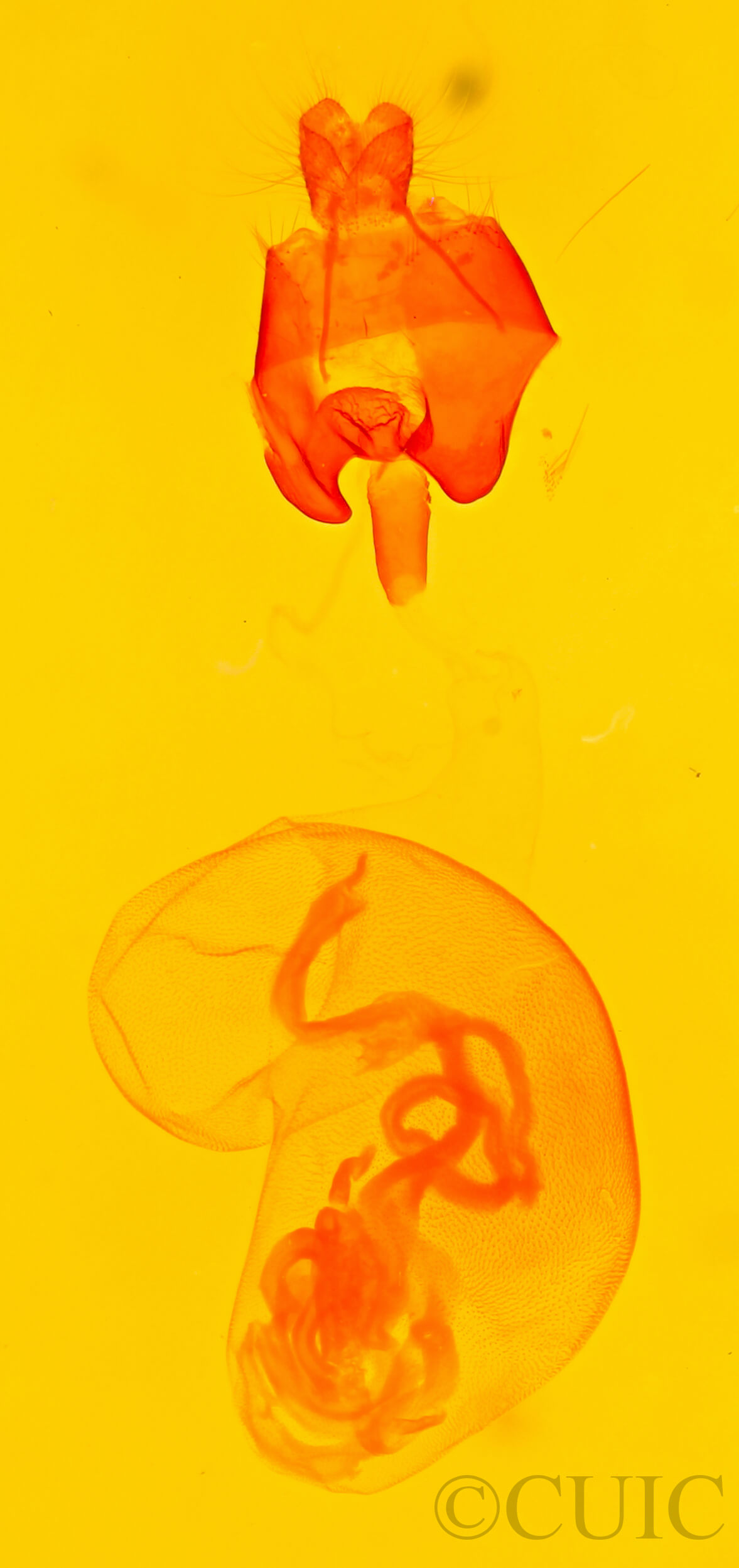 genitalia view of adult Eutelia pulcherrimus