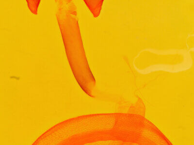 genitalia view of adult Eutelia sp.