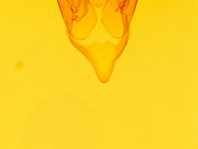 genitalia view of adult Eutelia pyrastis