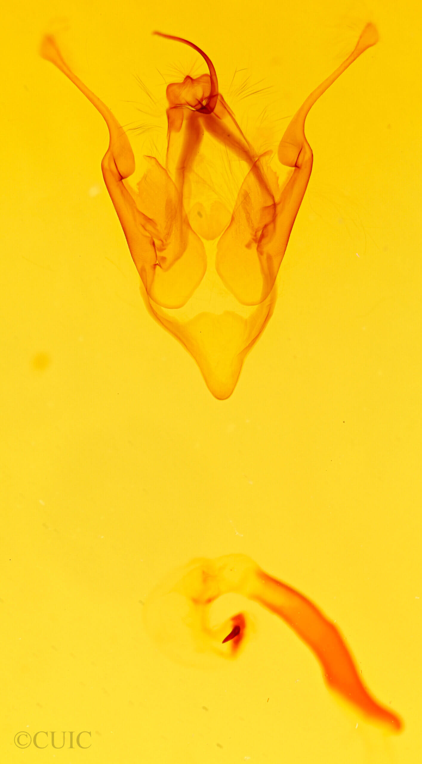 genitalia view of adult Eutelia pyrastis