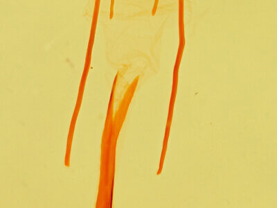 genitalia view of adult Idia aemula