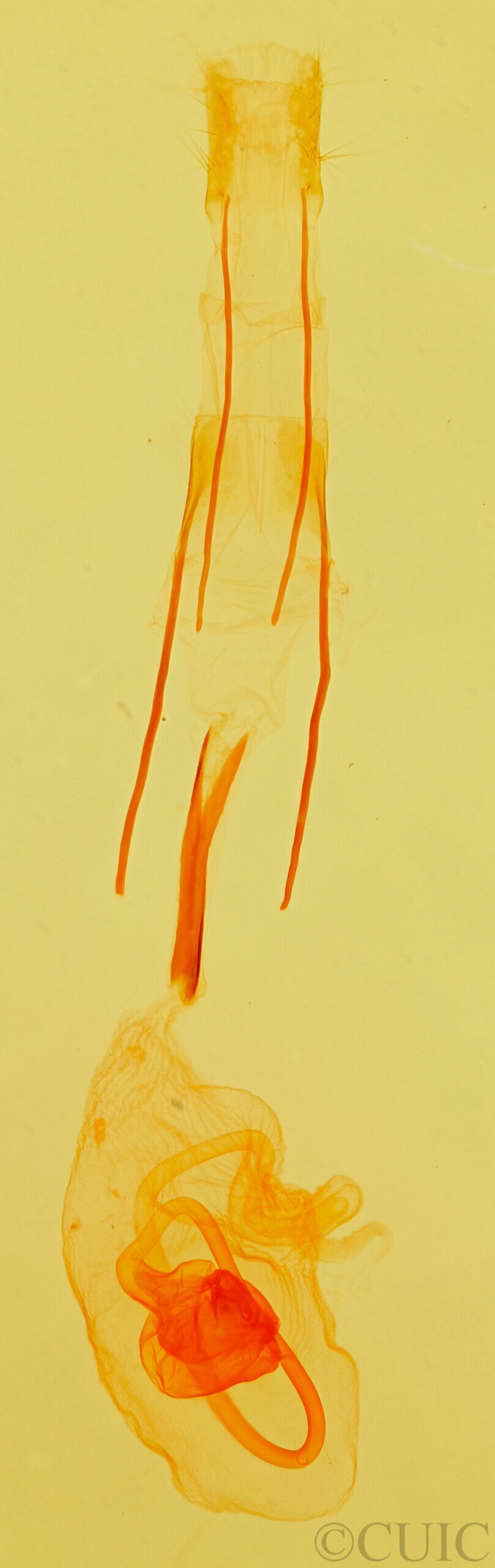 genitalia view of adult Idia aemula