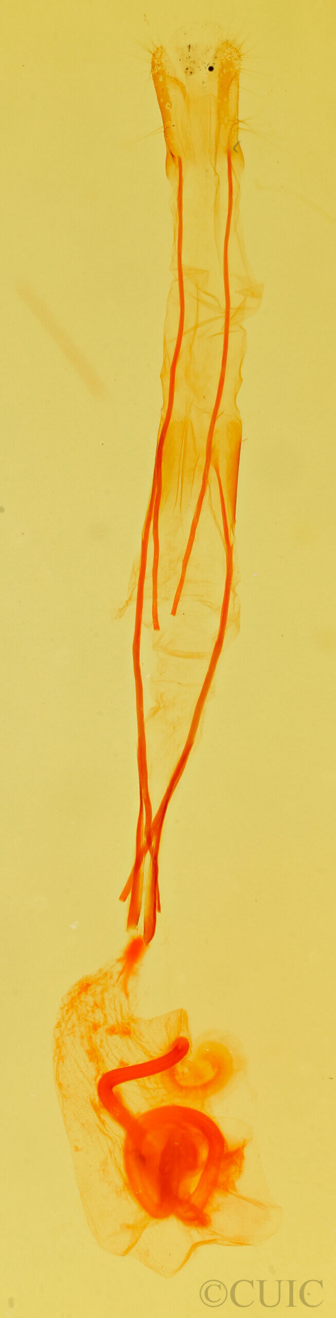 genitalia view of adult Idia aemula