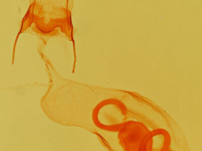 genitalia view of adult Chytonix palliatricula