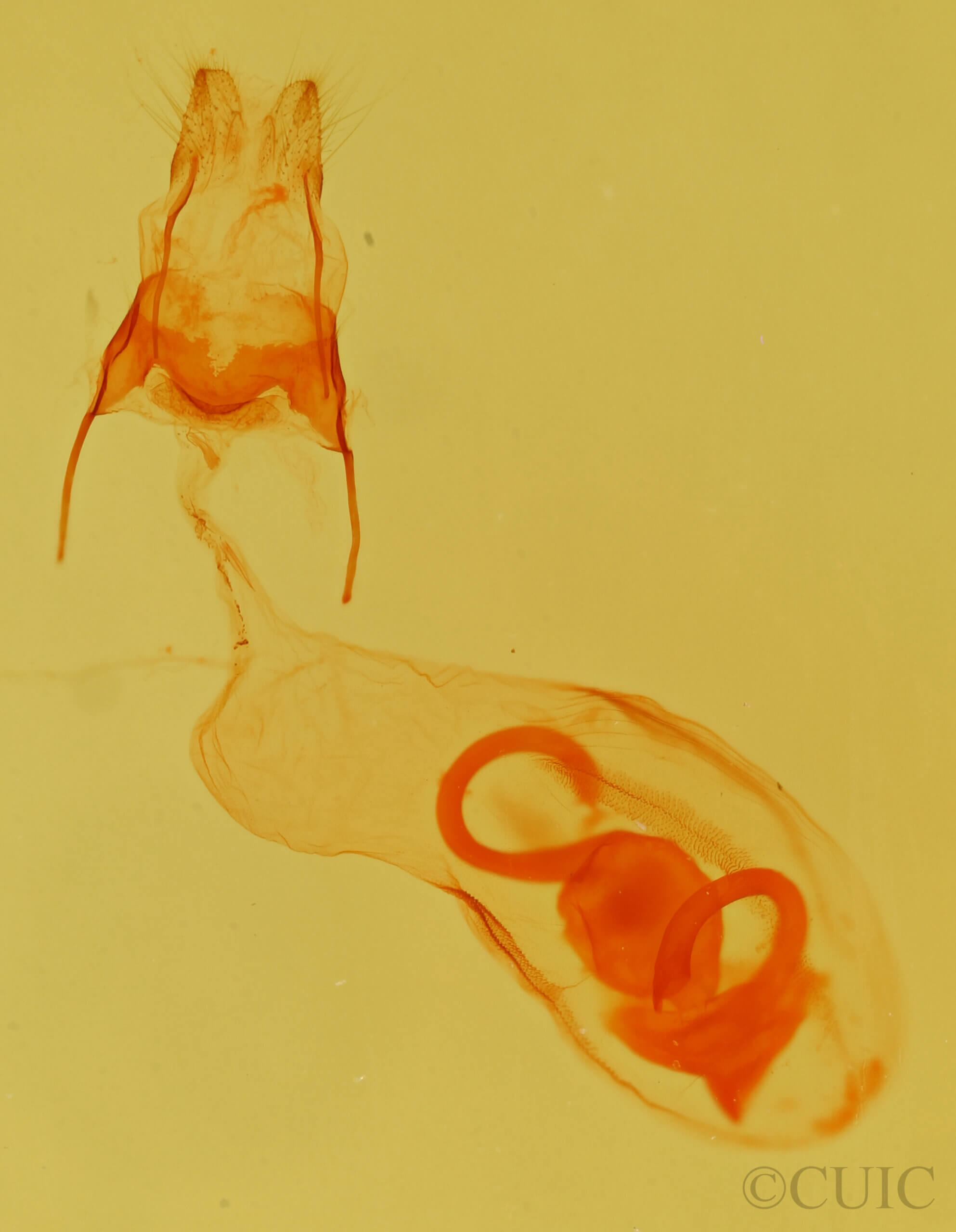 genitalia view of adult Chytonix palliatricula