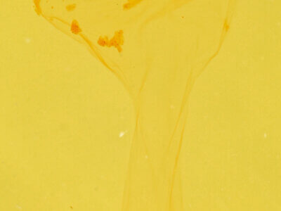 genitalia view of adult Chytonix sensilis