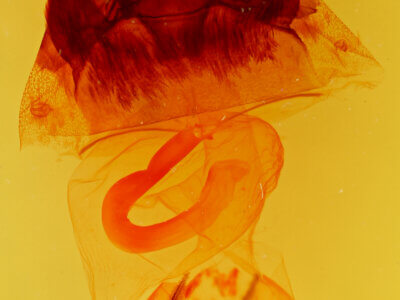 genitalia view of adult Hyppa xylinoides