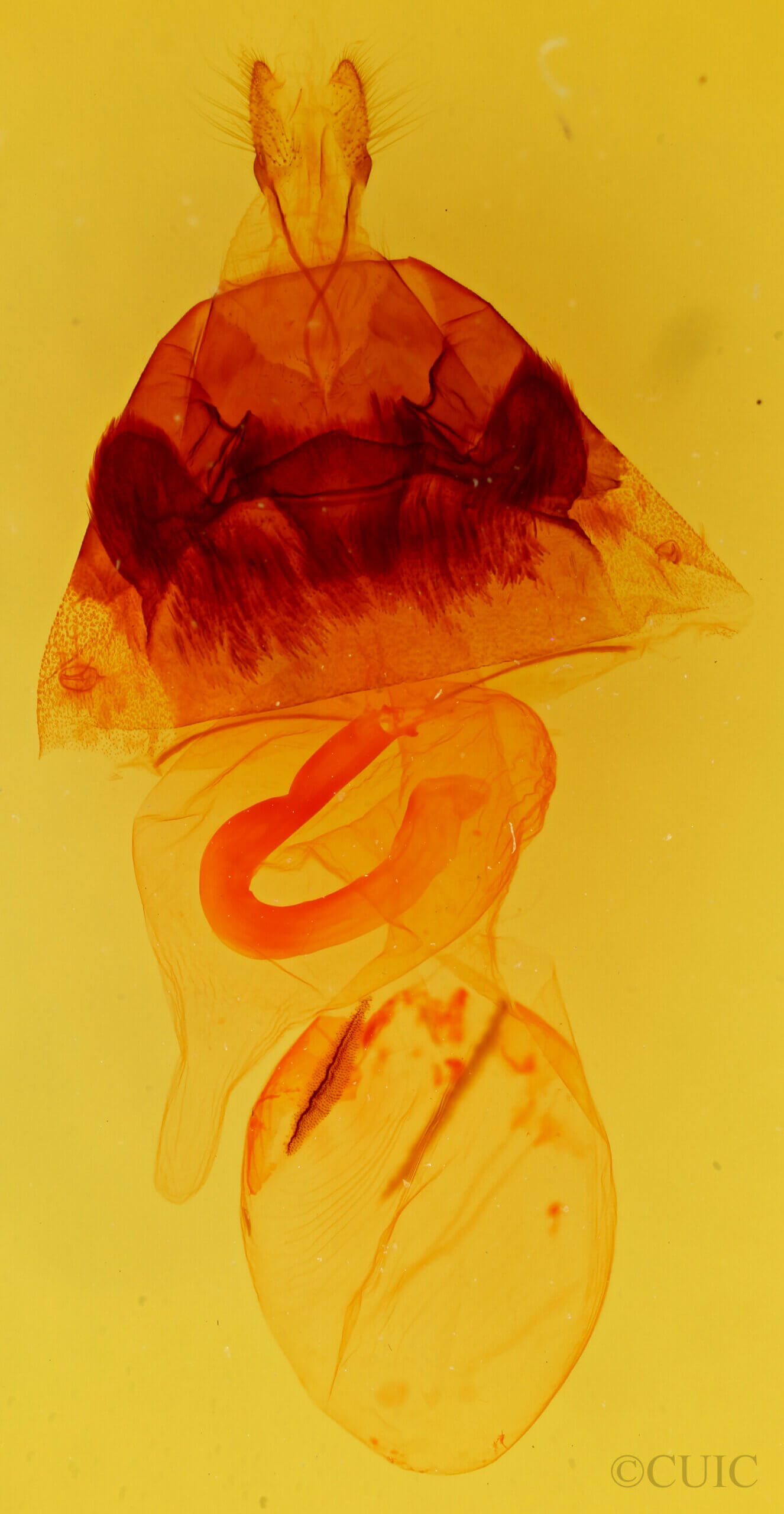 genitalia view of adult Hyppa xylinoides