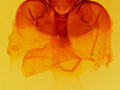 genitalia view of adult Mamestra curialis