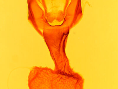 genitalia view of adult Apamea relicina