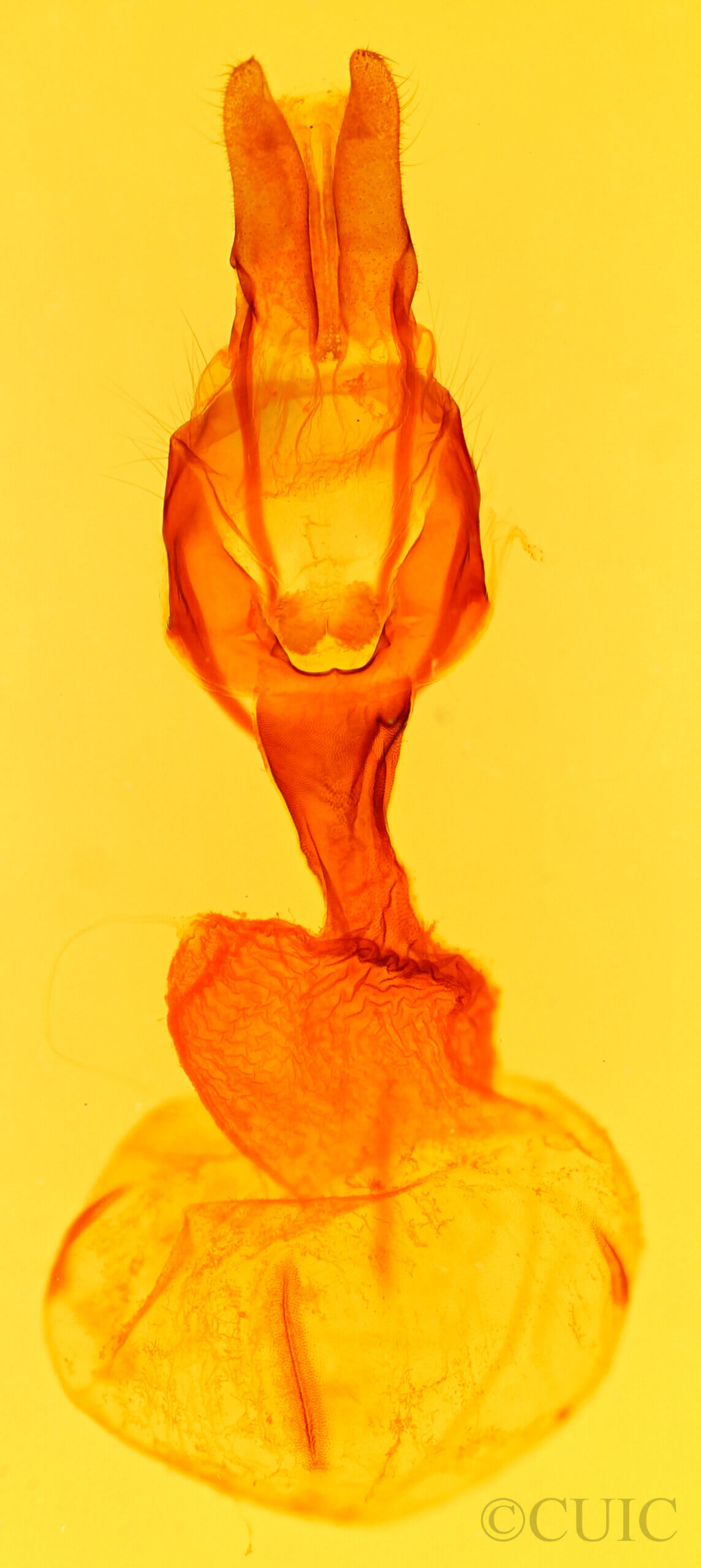 genitalia view of adult Apamea relicina