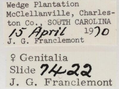 label view of adult Marathyssa basalis