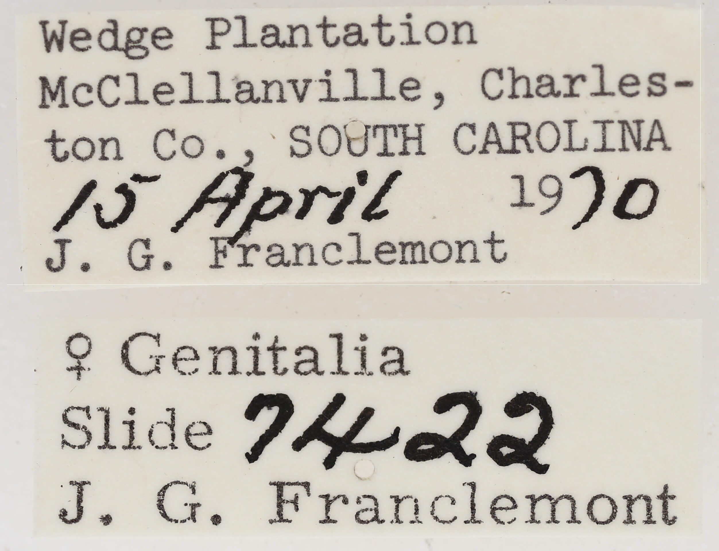 label view of adult Marathyssa basalis